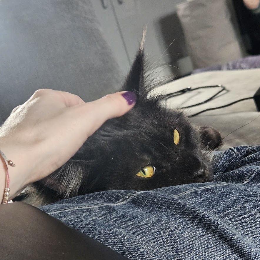 cat