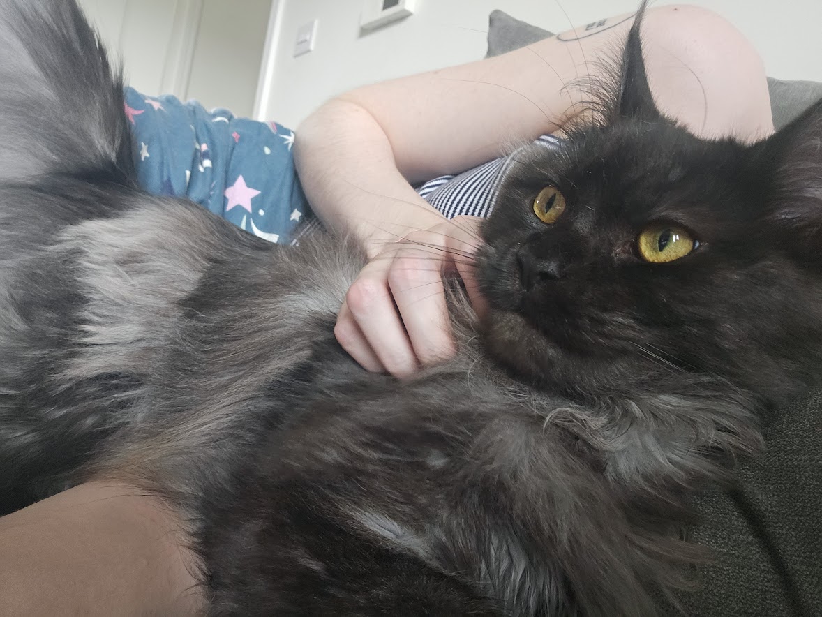 cat