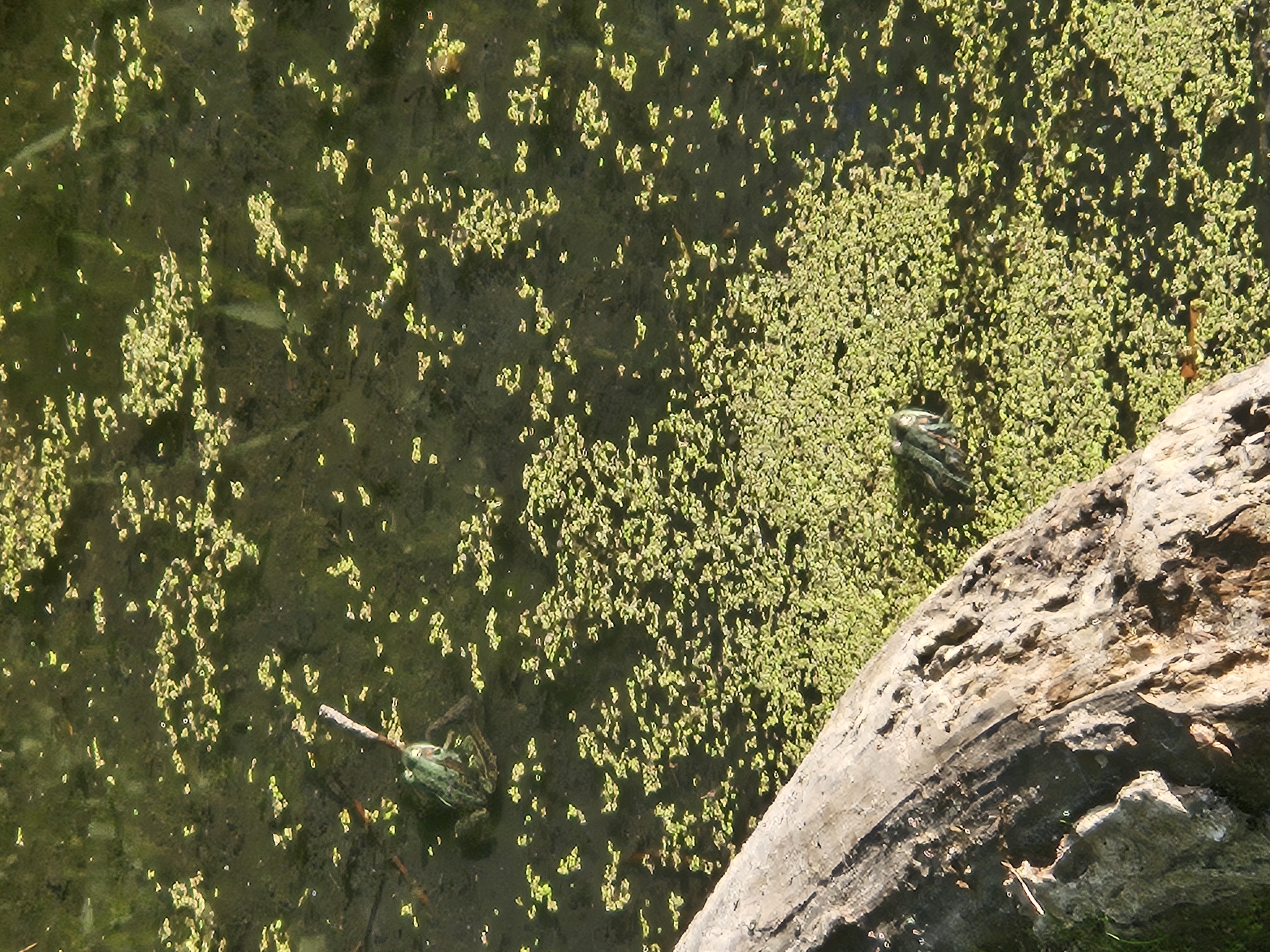 two frongs in water